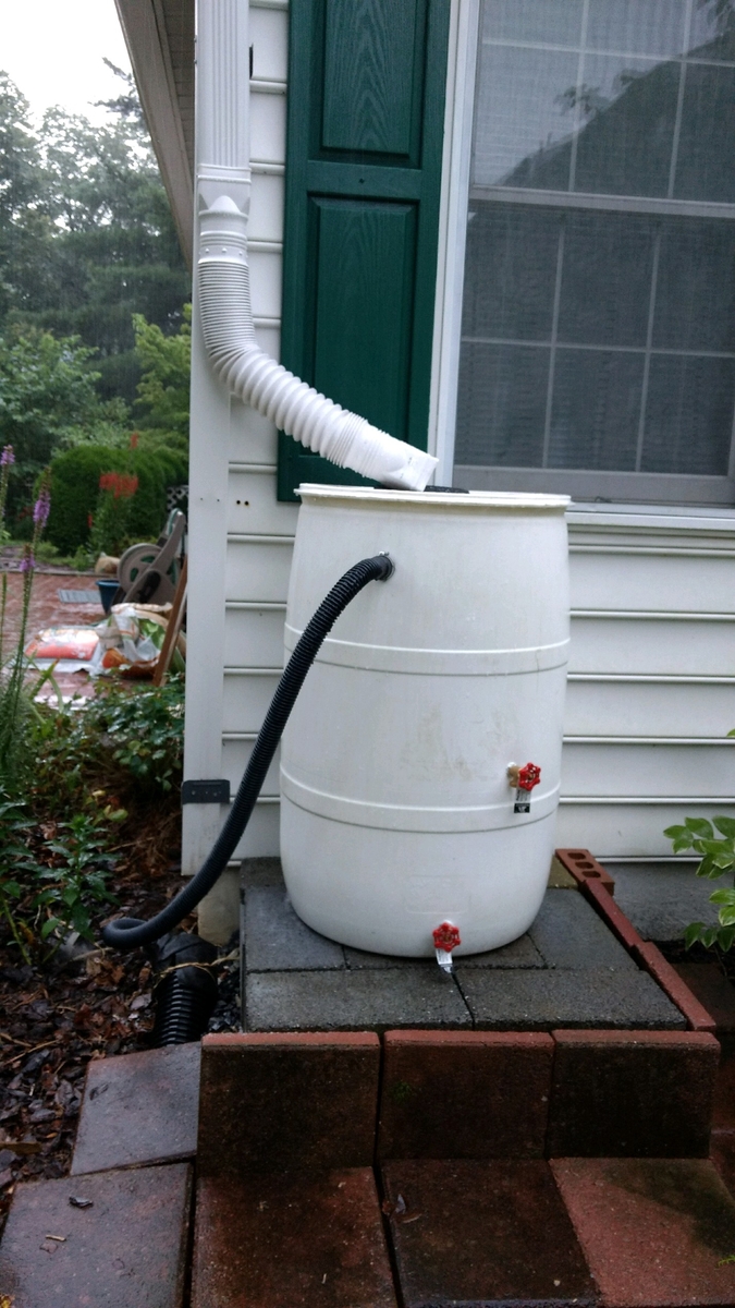 rain barrel bright plume