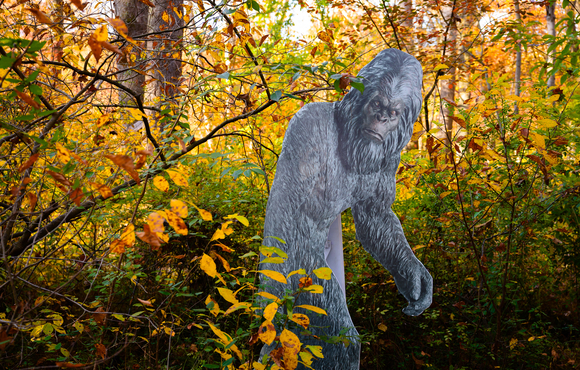 Bigfoot cardboard cutout along Robinson Nature Center trail