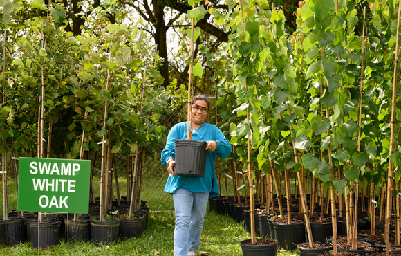 Annual Tree Giveaway