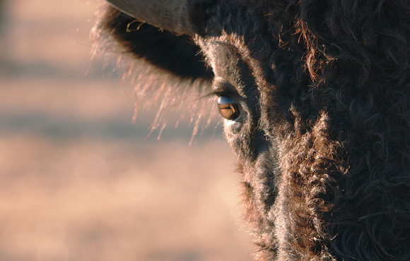 A close up of the right side of a buffalo's face and blurry background of brown grass.