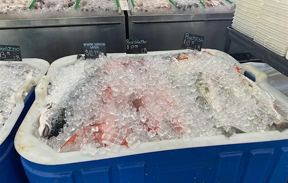 Fresh fish sitting in a cooler of ice
