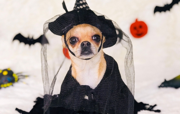 chihuahua dog wearing a black witch costume and hat including a veil in front of bats and a jack-o-lantern