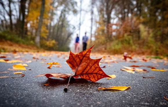 two people walking in the background with fall leaves in the foreground