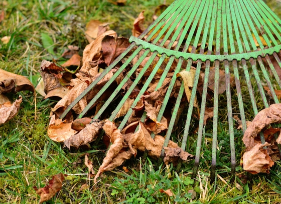 raking leaves