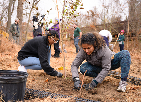 volunteers planting trees