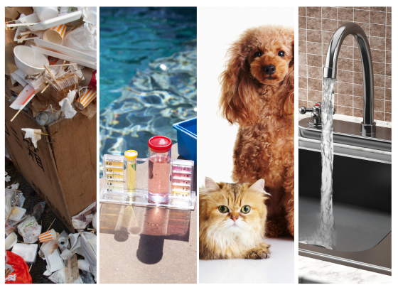 collage of four pictures: trash falling out of an old box, a pool and pool testing kit, a sitting dog and laying cat and a water faucet
