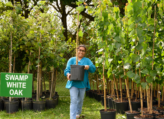 Annual Tree Giveaway