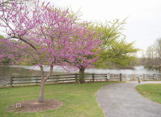 Cherry blossoms blooming at Centennial Park