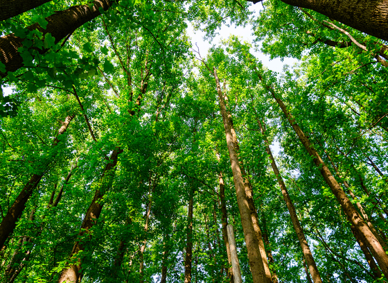 Photograph from ground level looking up at a group of trees in Savage Park