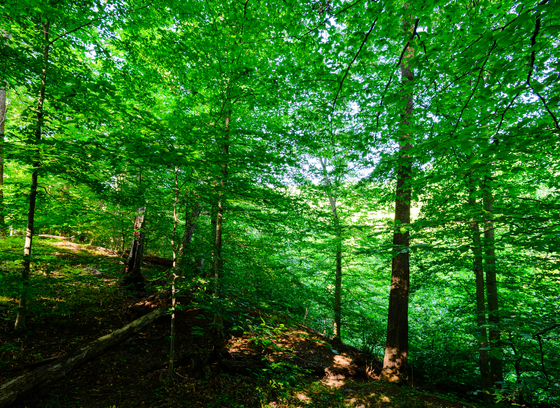 photo of forest interior