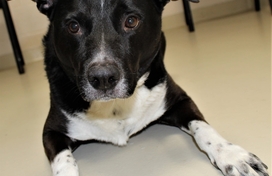 black and white mix breed dog