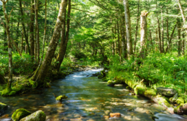 Image of a wooded stream