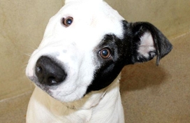 White dog with black coloring around left eye and ear