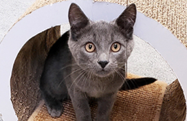 A photo of a cat adoptable at the Howard County Animal Control Shelter