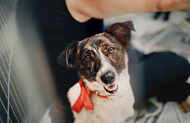 A dog looking at the camera