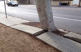 A sidewalk with a section being pushed up by a tree