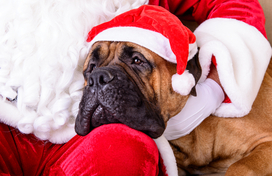 santa and dog