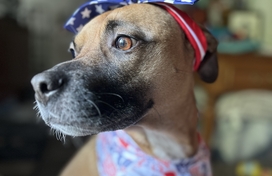 Cute dog with an American Flag themed bow on its head and a patriotic bandana.