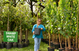 Annual Tree Giveaway