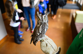 Owl at Bird Bonanza 2025