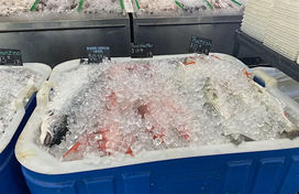 Fresh fish sitting in a cooler of ice