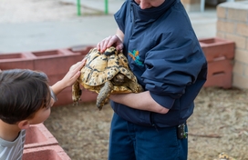 Person holding a turtle for a child to pet