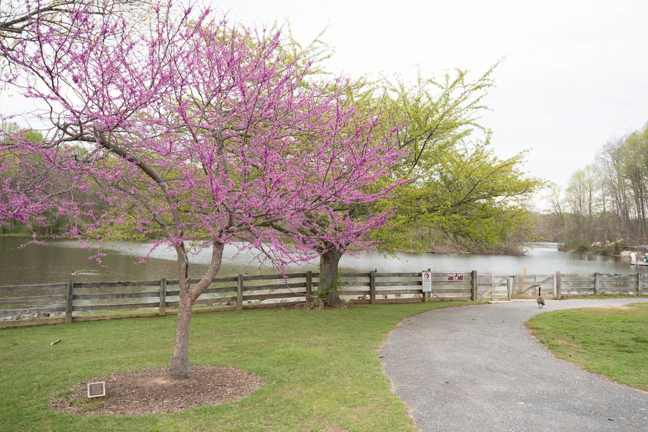 Cherry blossoms blooming at Centennial Park