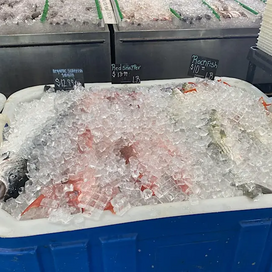 Fresh fish sitting in a cooler of ice