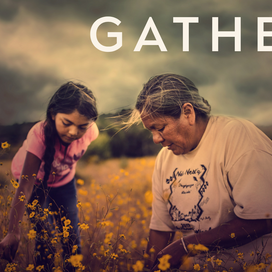 A woman teaches a child how to pick specific medicinal yellow flowers in a field.